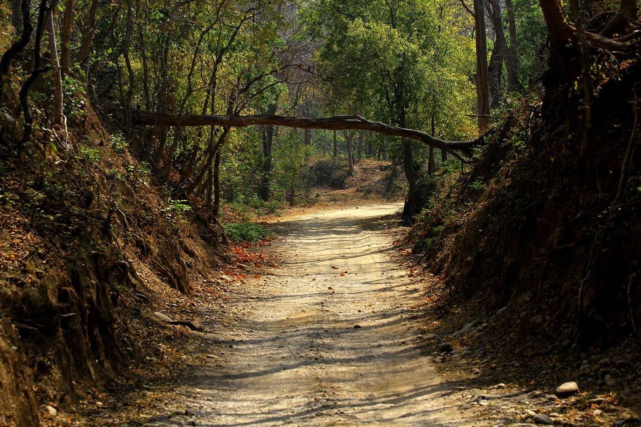Royal Bengal Tiger in Jim Corbett