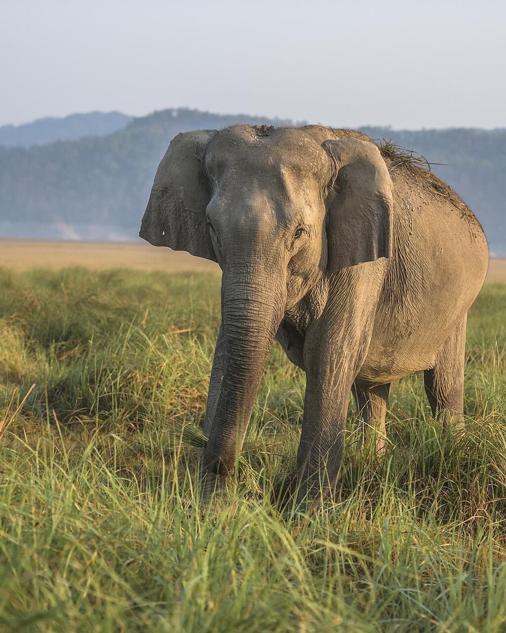 Dhela Safari