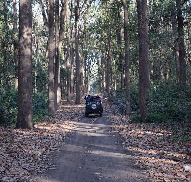 Tiger sighting in Dhikala