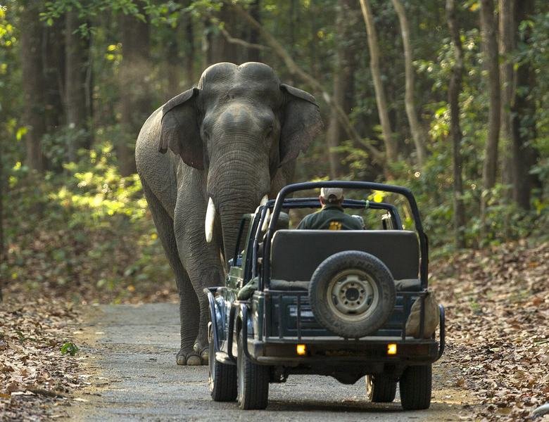 Wedding in Jim Corbett